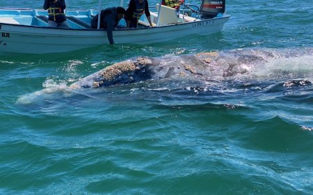 BAJA CALIFORNIA SUR SANTUARIO DE BALLENAS
