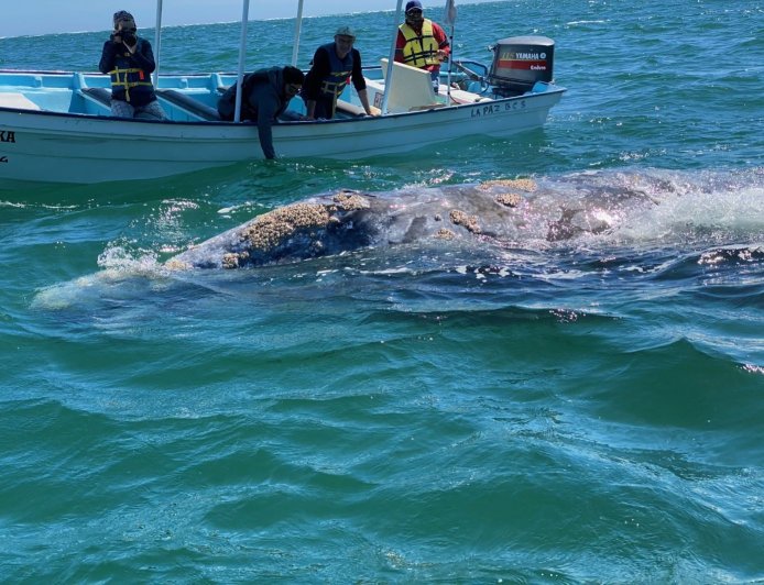 BAJA CALIFORNIA SUR SANTUARIO DE BALLENAS